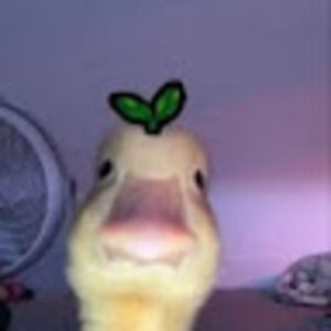 Meet your Posher, Bella